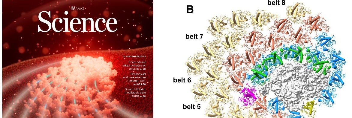 Researchers Reveal Molecular Assembly and Efficient Light Harvesting of Largest Eukaryotic Photosystem Complex