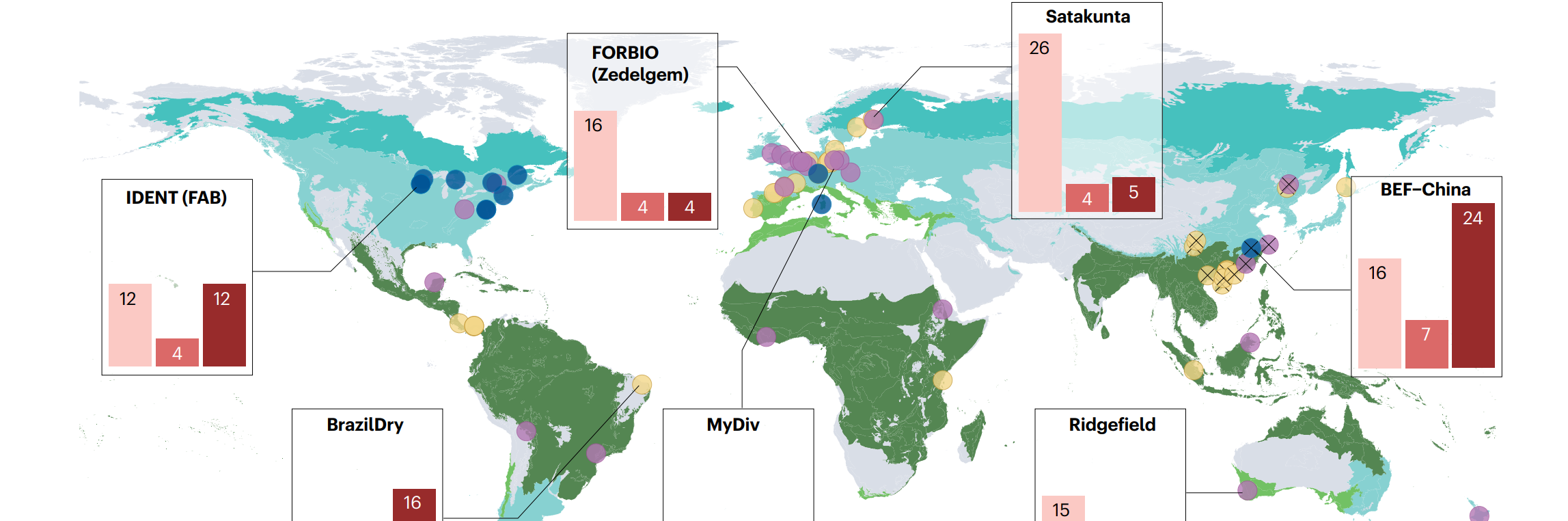 Ecological Insights from 30 Years of Forest Biodiversity Experiments
