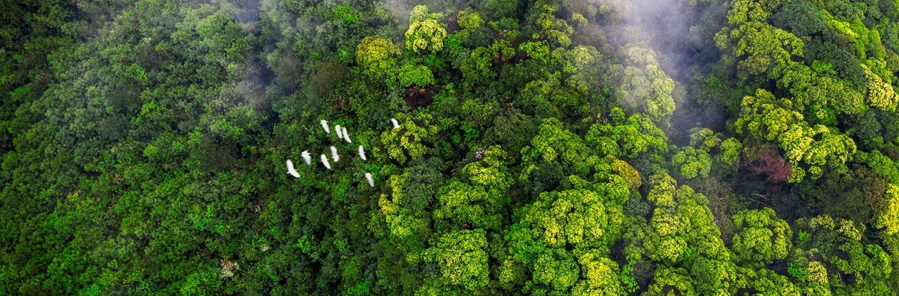 Phylogenetically Diverse Central China Proposed as Newest Global Biodiversity Hotspot
