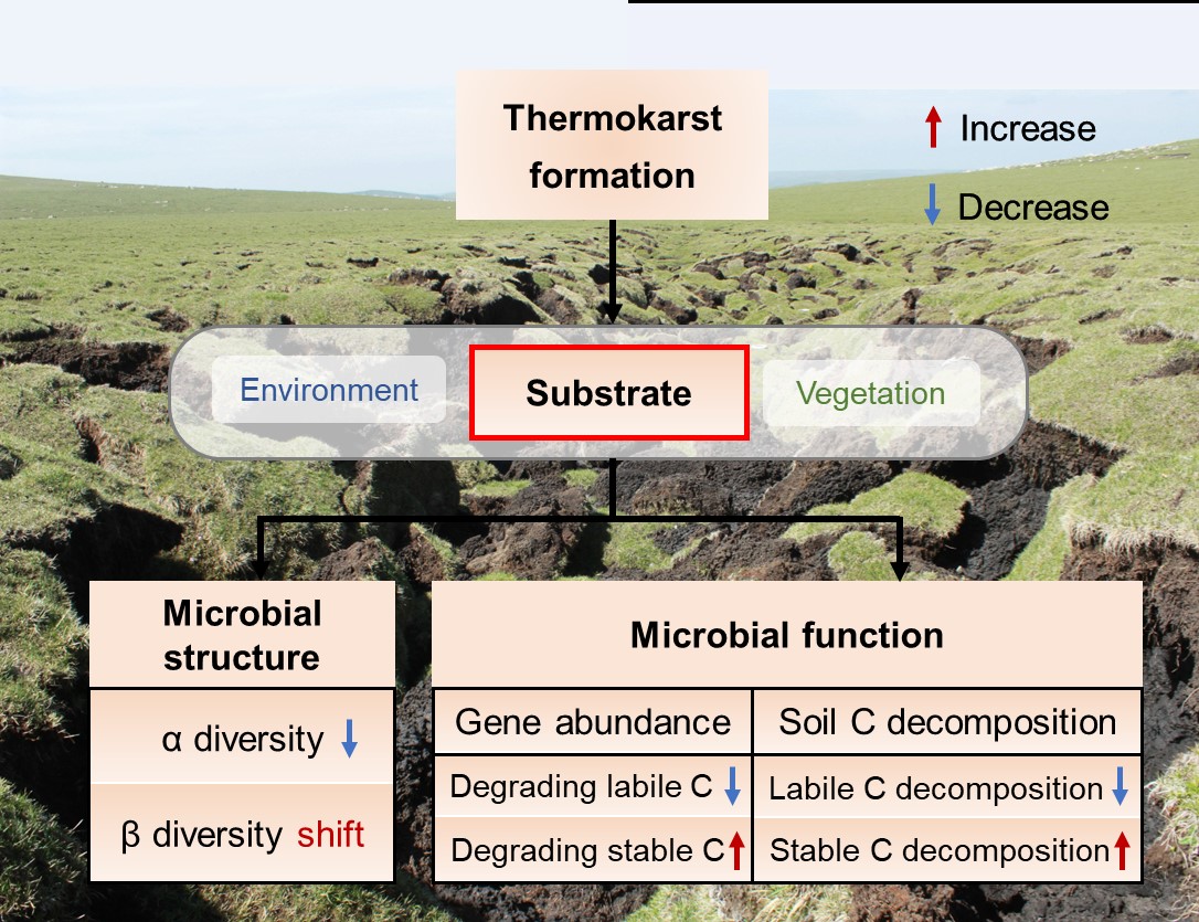 Abrupt permafrost thaw alters microbial structure and function