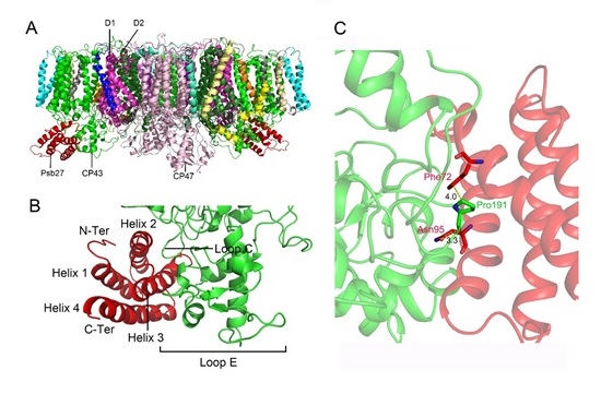 Scientists reveal the structure of the Psb27-PSII intermediate complex from a cyanobacterium Thermosynechococcus vulcanus