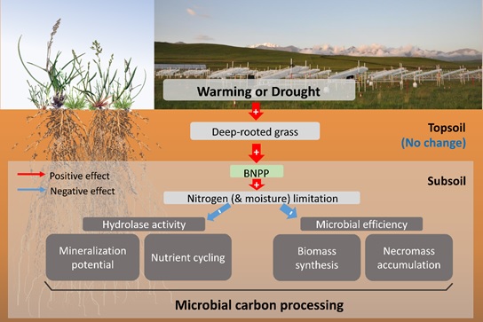 Warming and drought make soil microbes “inactive and inefficient” in alpine grassland at depth