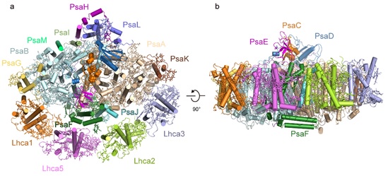 Antenna arrangement and energy transfer pathways of PSI-LHCI from the moss Physcomitrella patens