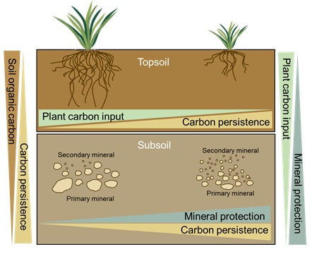 Soil Carbon Persistence Governed by Plant Input and Mineral Protection
