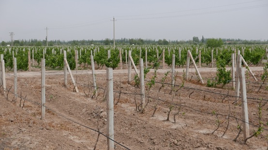 Discoveries on Vitis amurensis Genome may Shed Light on Chilling and Freezing Tolerance of Grapevine Breeding