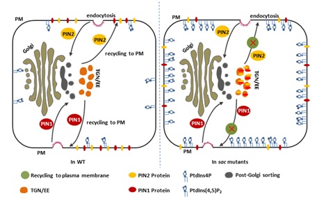 Scientists found SAC phosphoinositide phosphatases modulating auxin-mediated plant development