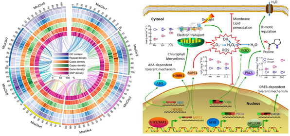 The genome of a wild Medicago species provides insights into the tolerant mechanisms of legume forage to environmental stress