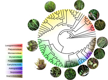 Researchers provide new insights into the deep relationship within Polypodiaceae