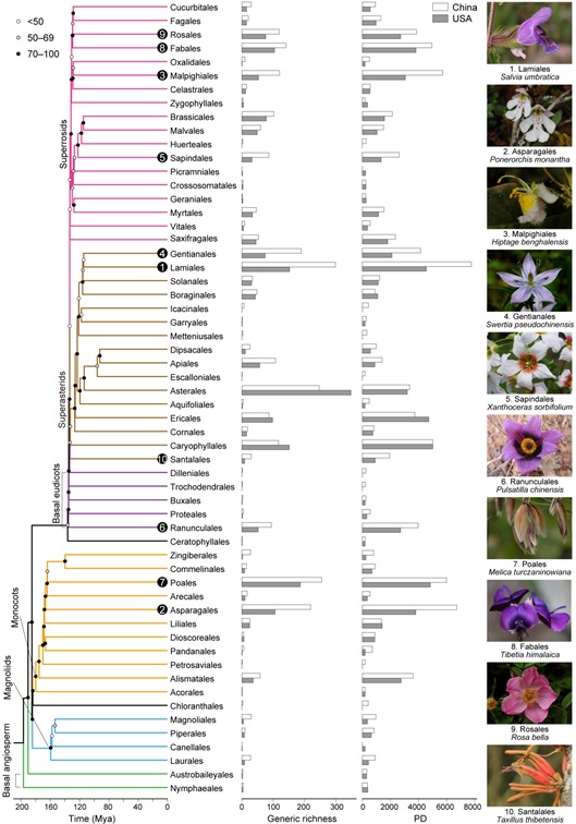 Temporal and spatial comparisons of angiosperm diversity between eastern Asia and North America