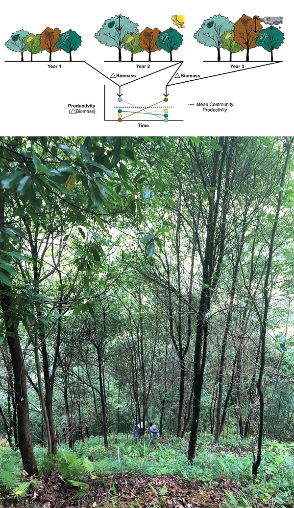 Forests with Rich Tree Species Grow More Consistently