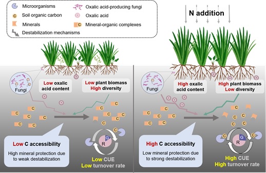 Researchers reveal new mechanism underlying the shift of microbial carbon use efficiency under nitrogen input