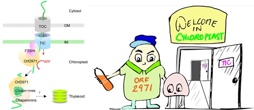 Welcome to Chloroplast: Chinese Scientists Find the Mechanism of Chloroplast Protein Translocation and Quality Control
