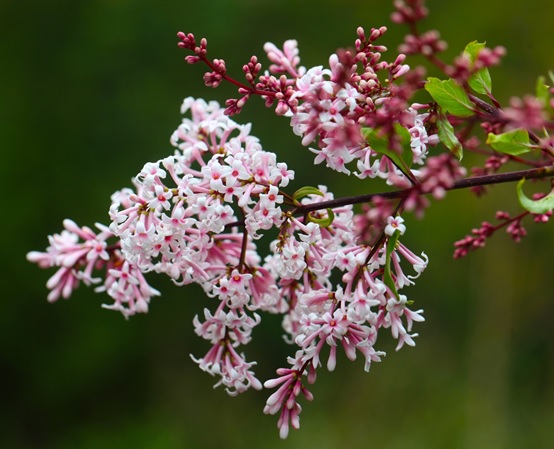 Researchers Discover Chromosome Evolution in Oleaceae, Biogeographic Dispersal and Scent Formation of Lilacs