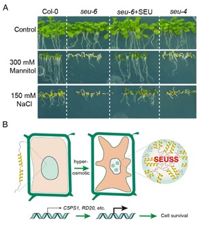 Condensation of Transcriptional Regulator SEUSS Mediates Osmotic Stress Perception and Response in Arabidopsis