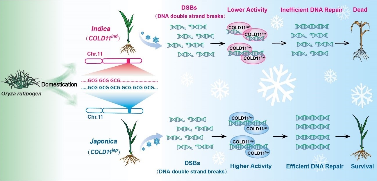Researchers Uncover Key Codon Repeats Regulating Chilling Tolerance in Rice
