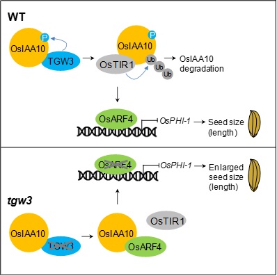 Scientists Uncover Phosphorylation-driven Auxin Signaling Pathway for Seed Size Regulation in Rice