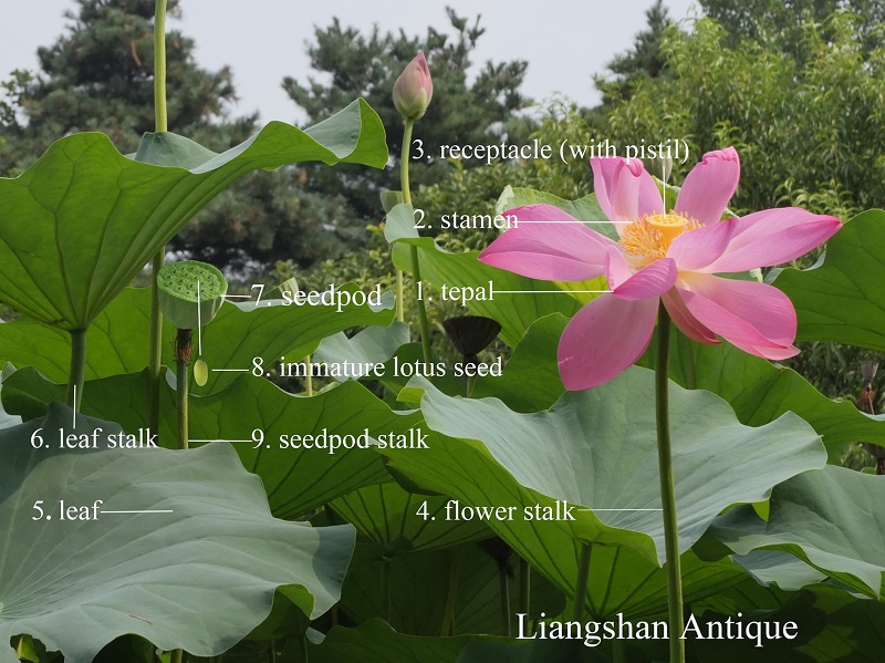 Chinese Antique Lotus: Not Only Ornamental Plant
