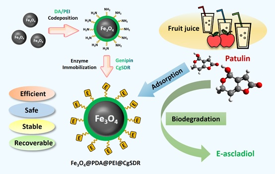 A magnetically recoverable enzyme formulation effectively removes mycotoxin in fruit derived products