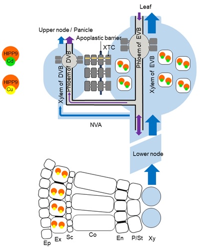 Researchers Identified a Key Gene Controling Cadmium Distribution Between Leaf and Grain in Rice