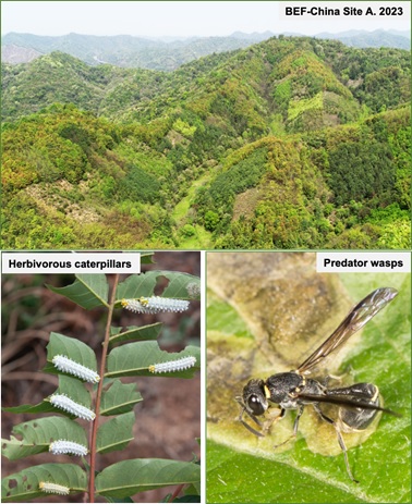 Arthropods in High-diversity Forests Contribute to Improved Productivity