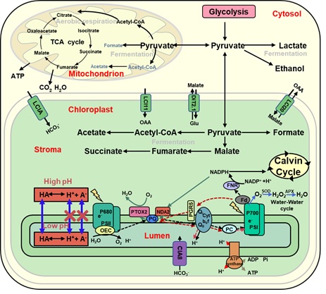 Researchers Reveal the New Mechanism of Anaerobic Fermentation Metabolites Suppressing both Photosynthesis and Aerobic Respiration