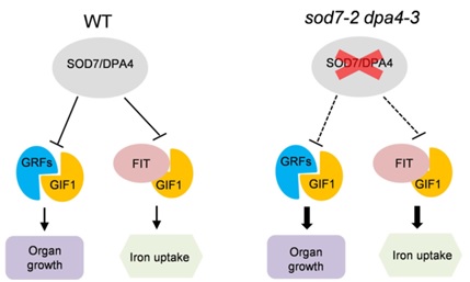 Scientists Reveal a Molecular Link Between Plant Organ Size Control and Iron Uptake