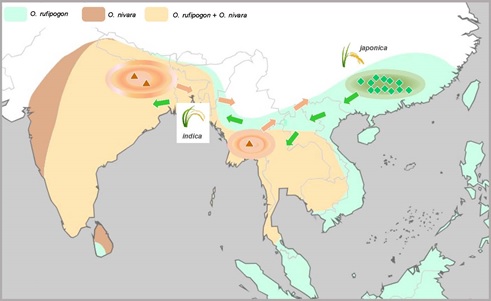 Population genomic analyses demonstrate multiple domestications of domesticated Asian rice
