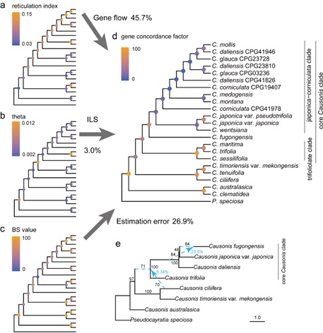 A case study of Causonis (the grape family) suggests potential roles of hybridization and polyploidization in the expansion of species distribution range
