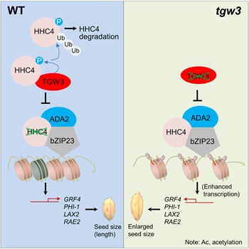 Chromatin Modifier-centered Pathway Points to Higher Crop Yield