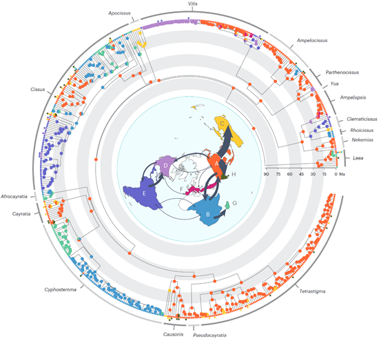 Scientists Unravel Transition of Survival Strategies in Grape Family