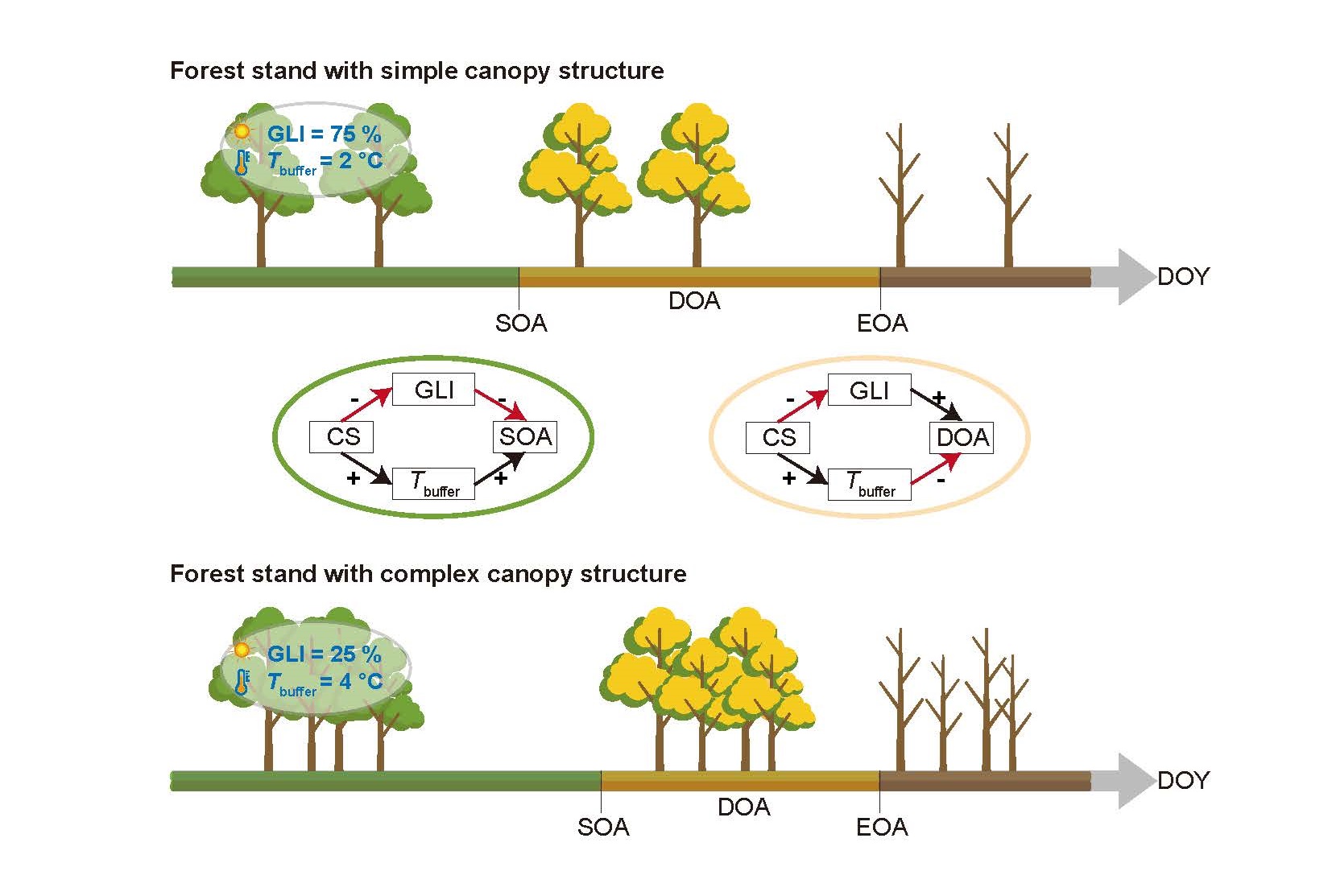【约稿】【embargo until 17:00 OCT 14】Canopy Structure Regulates Autumn Phenology by Mediating Microclimate in Temperate Forests