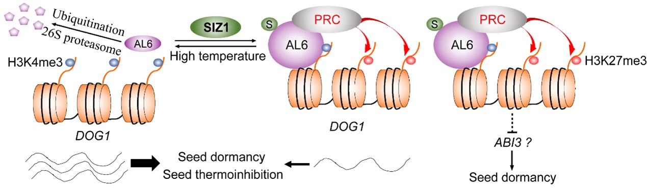 SUMOylation of AL6 Regulates Seed Dormancy and Thermoinhibition in Arabidopsis