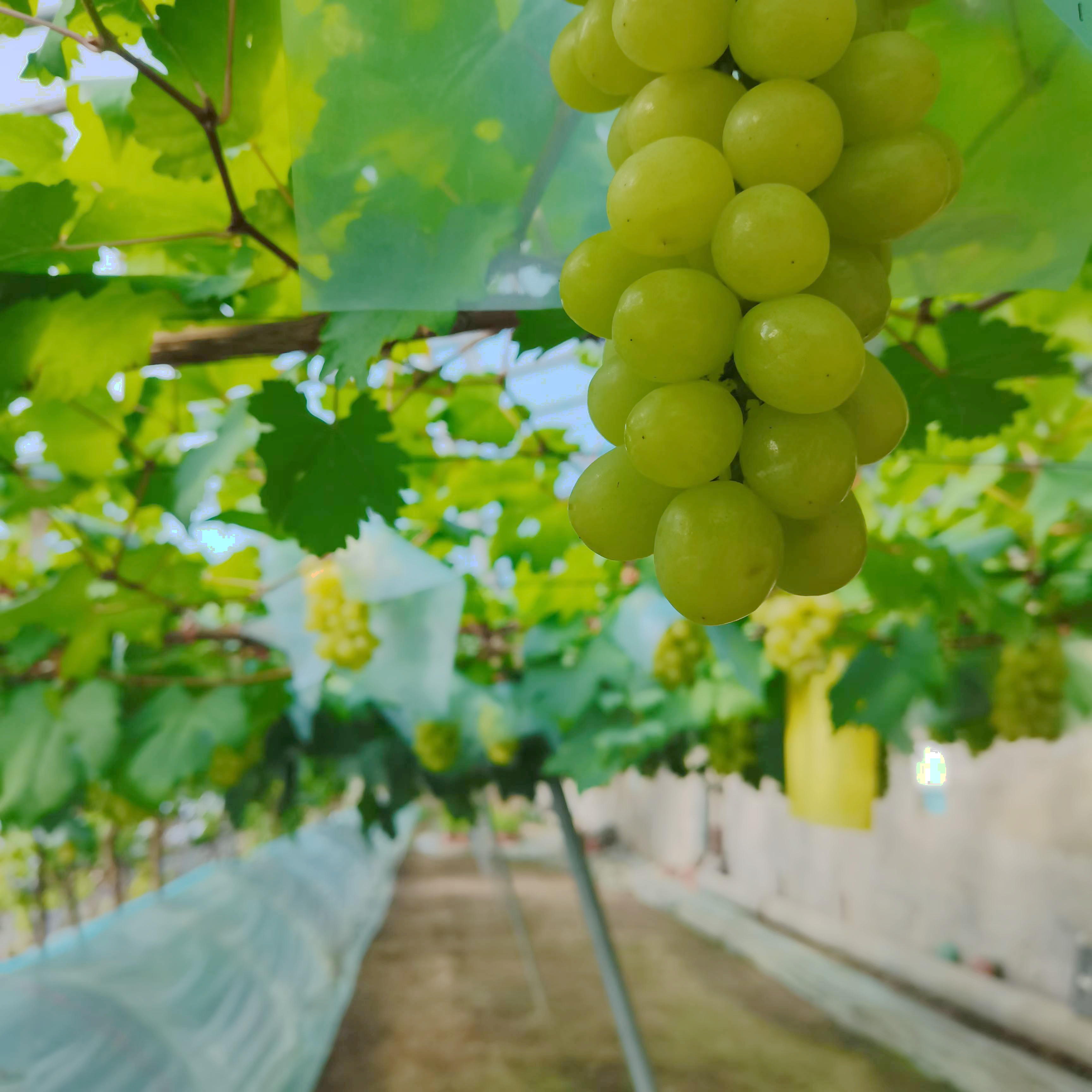 Researchers Reveal Molecular Mechanism of Sugar Accumulation in Grape Berries