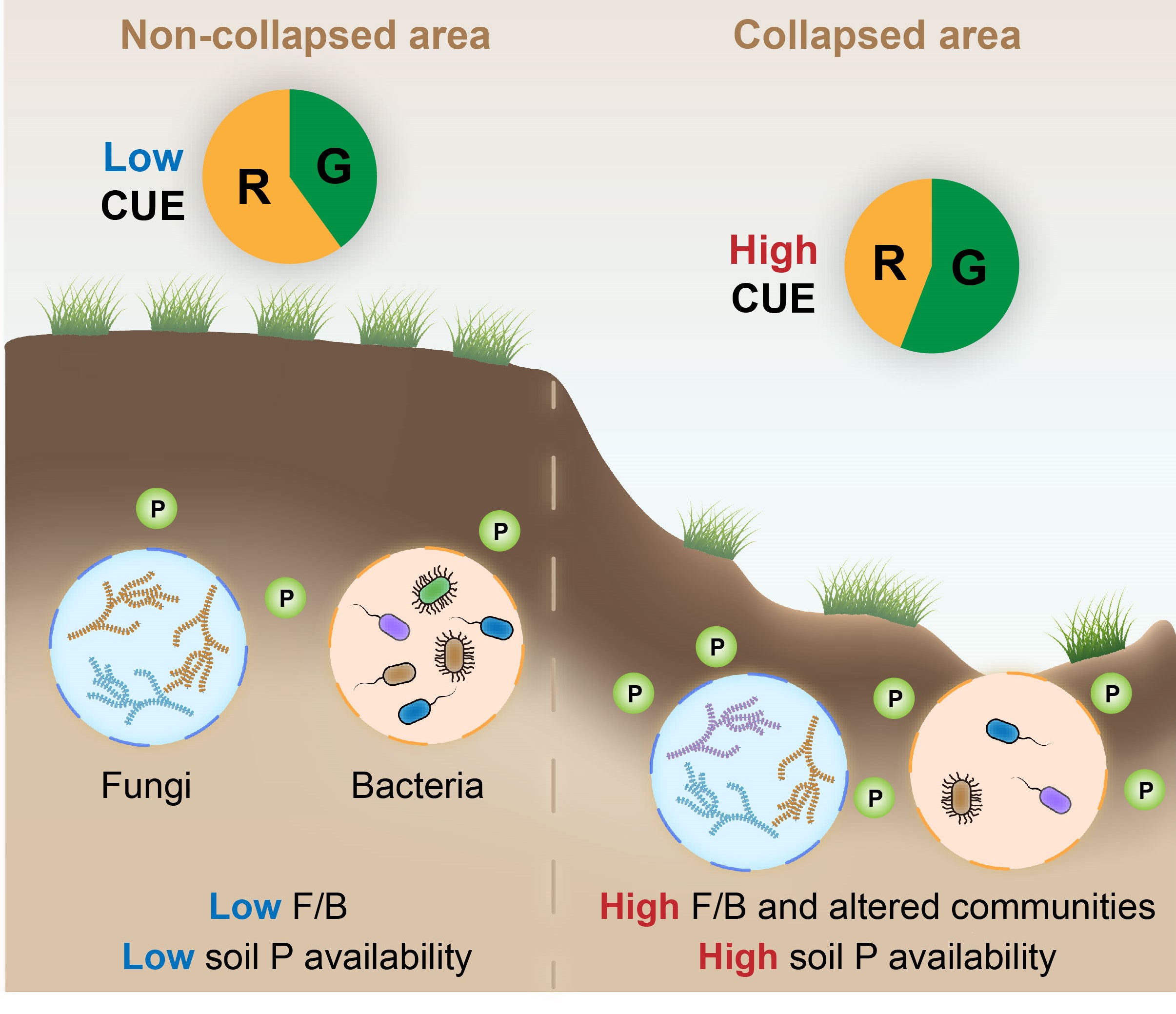 Abrupt Permafrost Thaw Promotes Microbial Carbon Use Efficiency