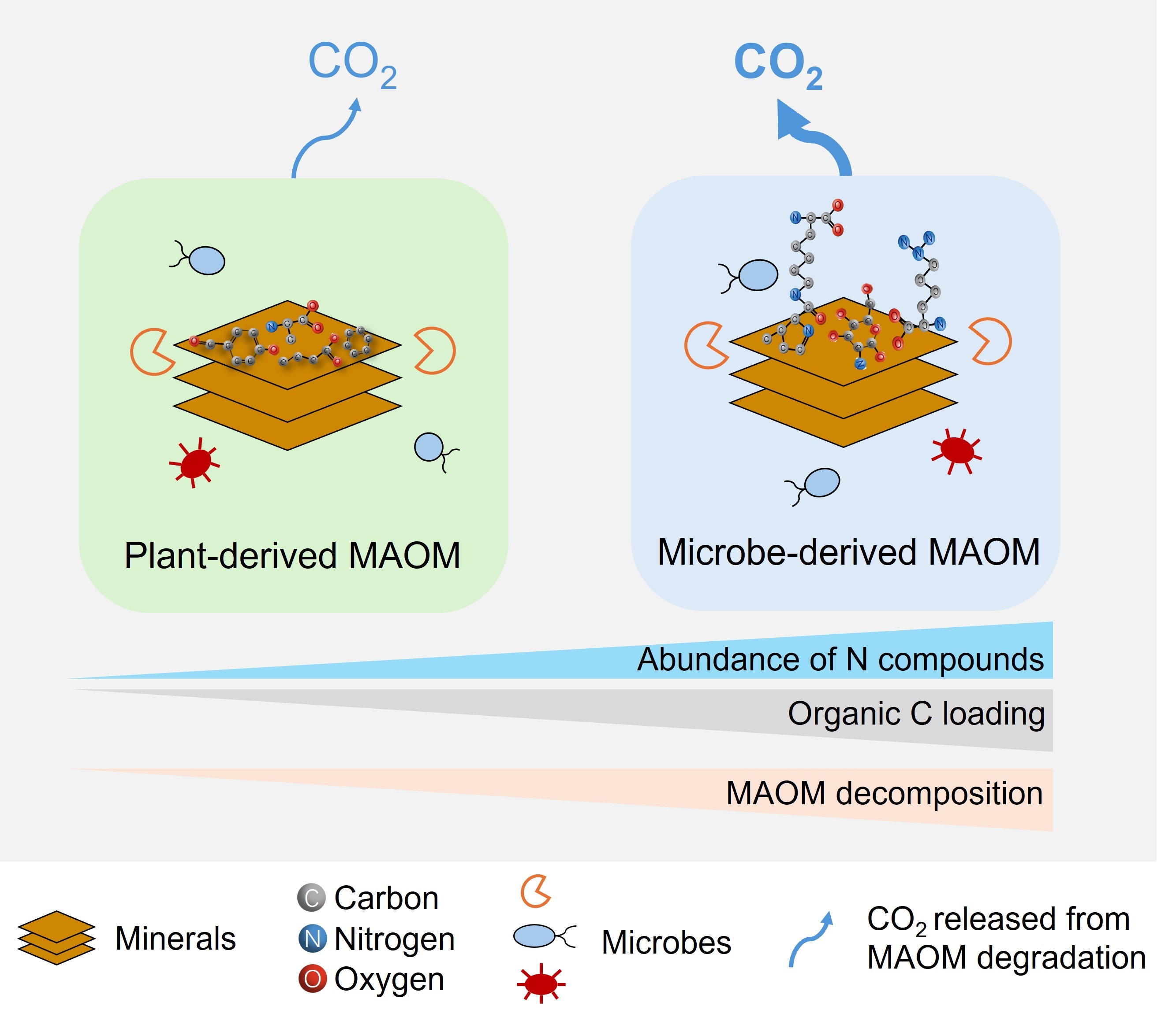 Uncovering Fast Decomposition of Nitrogen-Rich Mineral-Associated Organic Matter in Soils