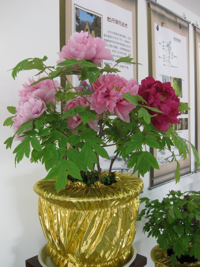 Beijing Botanical Garden of CAS Holds the 5th Tree Peony Culture Exhibition