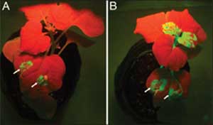 CAS researchers find new antiviral compounds from plants