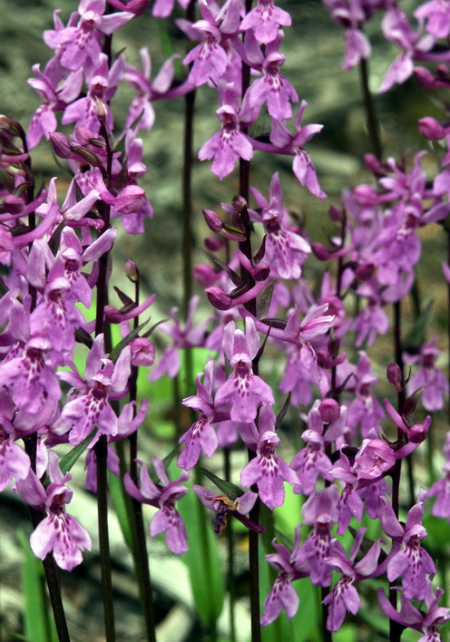 Phylogeny and classification of Ranunculales: Evidence from four molecular loci and morphological data