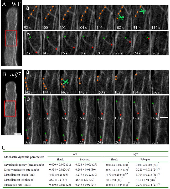 Dr. Shanjin Huang's Group Revealed that Arabidopsis Actin Depolymerizing Factor7 Promotes Pollen Tube Growth via Severing Actin filaments and Promoting Actin Cable Turnover