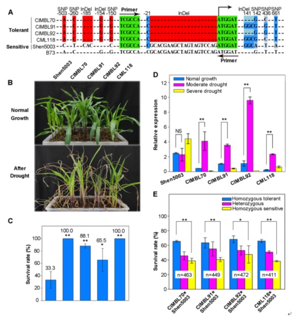 Dr. Qin’s Group Identified That a Maize Gene, ZmDREB2.7, Greatly Contributes to the Natural Variation in Maize Drought Tolerance at Seedling Stage