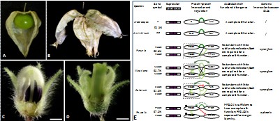 Dr. Chaoying He's Group Uncovered New Functional Divergence Pattern of GLOBOSA Duplicated Genes Through the Double-Layered-Lantern Mutant Analyses in Physalis