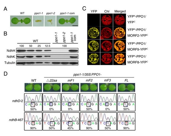 One Enzyme, Two Distinct Functions,Scientists Uncover a Novel Role of a Tetrapyrrole Biosynthetic Enzyme