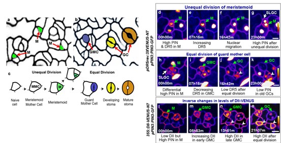 Dr. Jie Le’s Group Revealed the Role of Auxin in Stomatal Development