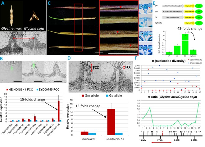 Scientists Uncover the Genetic Mechanism Underlying the Evolution of the Pod Shattering Resistance in Domesticated Soybeans