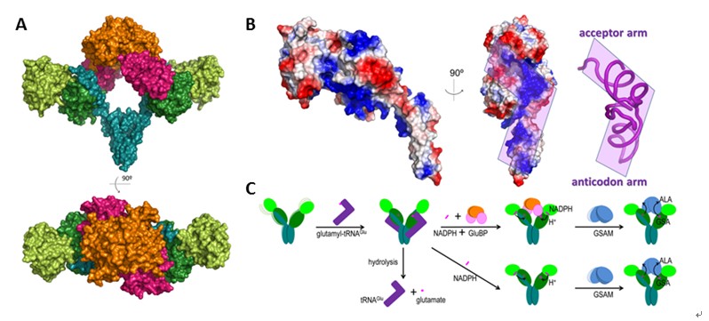 Structural Study of a Key Enzyme in Chlorophyll Biosynthesis Reveals New Insights into Its Regulation