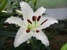 New Lily Varieties were registered at Royal Horticultural Society