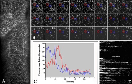 Researchers Reveal the Regulation Mechanism of NADPH Oxidase in Response to Abiotic Stresses