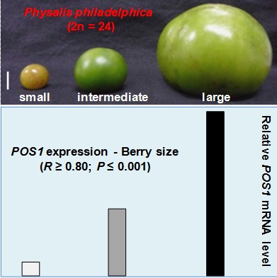 Dr. Chaoying He's Group Found Genetic Basis of Natural Variation in Tomatillo Reproductive Organ Size