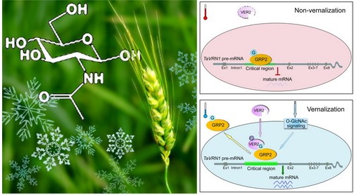 A Novel Molecular Network of Wheat Vernalization