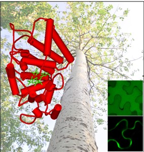Scientists Find New Molecular Mechanisms of Populus Duplicate Gene Retention